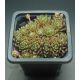 Sempervivum FRODO