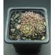 Sempervivum GWYNEIRA
