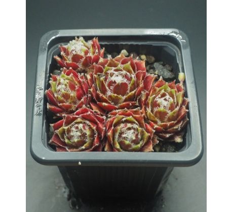 Sempervivum ANN-CHRISTY