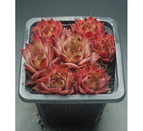 Sempervivum APANTSCHI