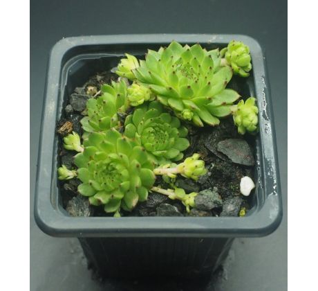 Sempervivum APOLLO`S FROG