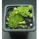 Sempervivum APOLLO`S FROG