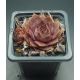 Sempervivum ATHEN