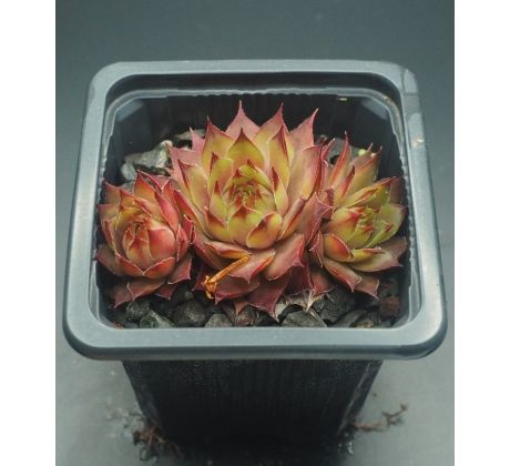 Sempervivum ATLANTIS II