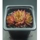 Sempervivum ATLANTIS II