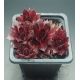 Sempervivum AUGENSTERN