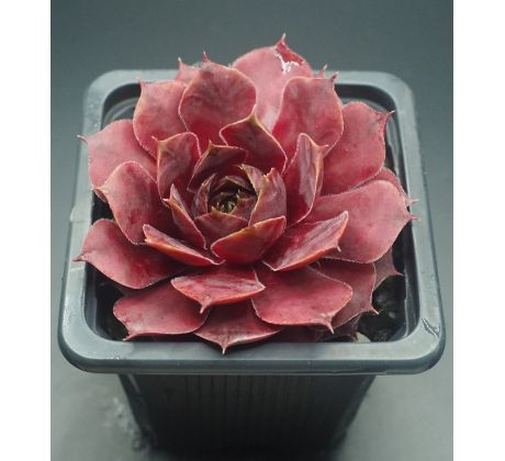 Sempervivum FLANDER`S PASSION