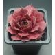Sempervivum FLANDER`S PASSION