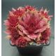 Sempervivum FREE SPIRIT