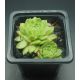 Sempervivum FROSCHKÖNIG