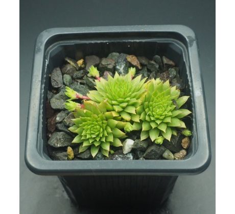 Sempervivum GLÜHWÜRMCHEN