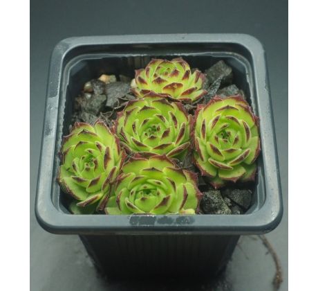 Sempervivum GREEN FELLOW