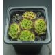 Sempervivum GREEN FELLOW