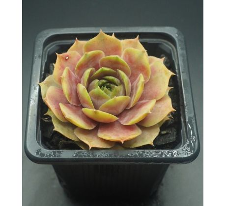 Sempervivum GREY GHOST