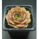 Sempervivum GREY GHOST