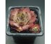 Sempervivum GREY STAR