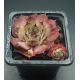 Sempervivum GREY STAR