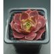 Sempervivum GRÜNRAND