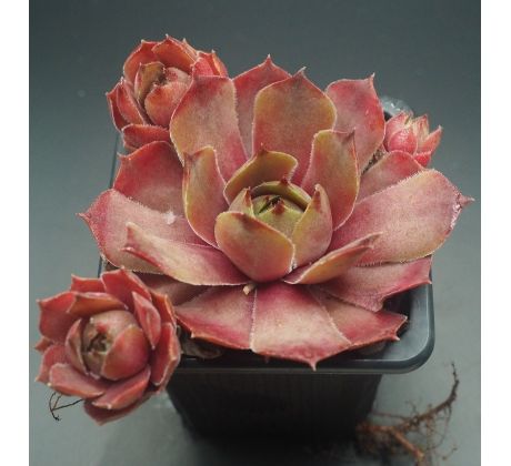 Sempervivum HALEMAUMAU