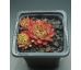 Sempervivum HARRIET