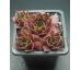 Sempervivum HELIOTROOP