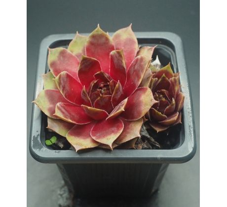 Sempervivum HODI`S KUGEL