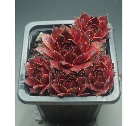 Sempervivum HONIGMOND
