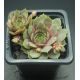 Sempervivum HUNOEH WÔR