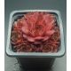 Sempervivum IMPACT