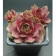 Sempervivum IN THE PINK
