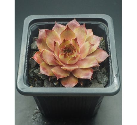 Sempervivum IOPHON