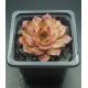 Sempervivum IOPHON