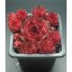 Sempervivum IRMINE