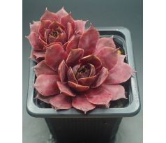 Sempervivum JENTINA