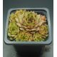 Sempervivum KAI