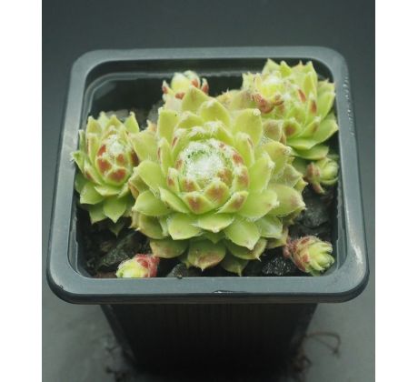 Sempervivum KORSPEL CHERRY