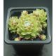 Sempervivum KORSPEL CHERRY