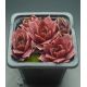 Sempervivum KORSPEL NOIR