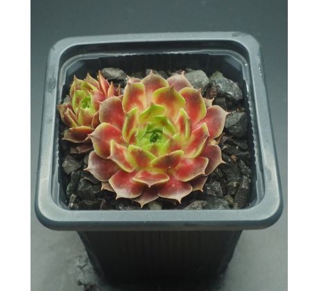Sempervivum KORUND
