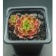 Sempervivum KORUND