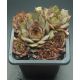 Sempervivum NOME