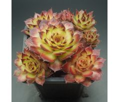 Sempervivum LITTLE COFFEE CUP