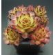 Sempervivum LITTLE COFFEE CUP