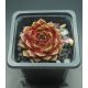Sempervivum LITTLE FLIRT
