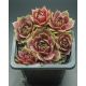 Sempervivum LUDMILA