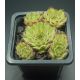 Sempervivum LYRA