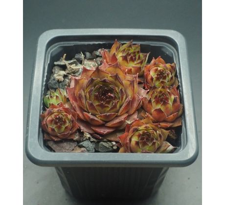 Sempervivum BIANCA