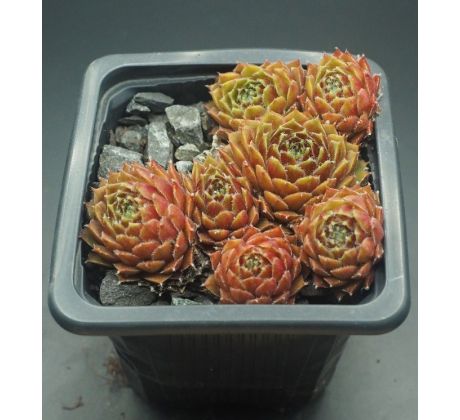 Sempervivum NENNOK