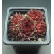 Sempervivum NIGHT DETECTOR