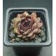 Sempervivum NIPHETOS